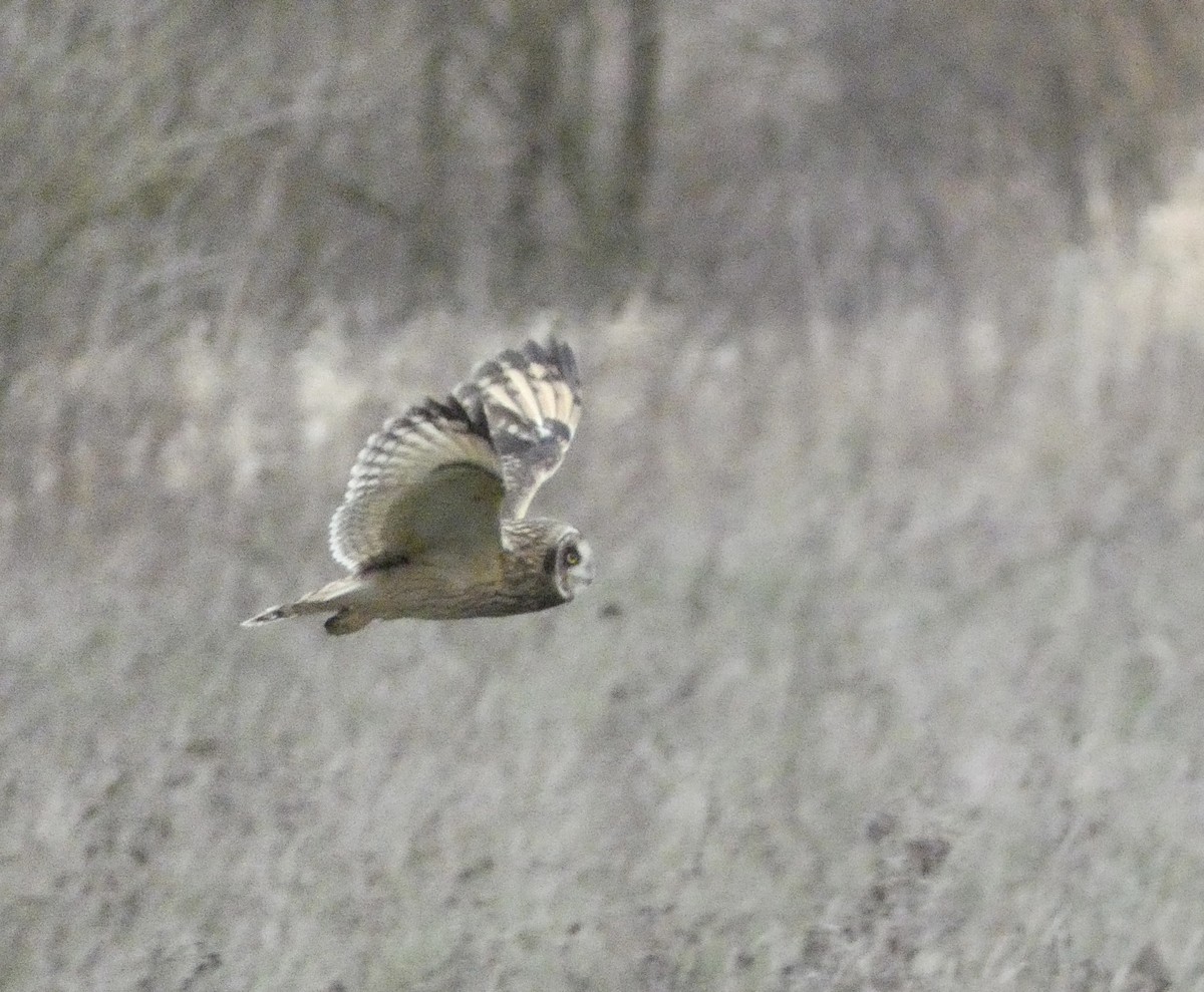 Short-eared Owl - ML647837412