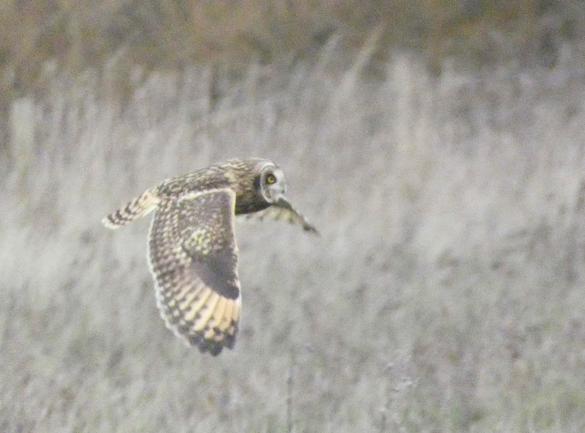 Short-eared Owl - ML647837413