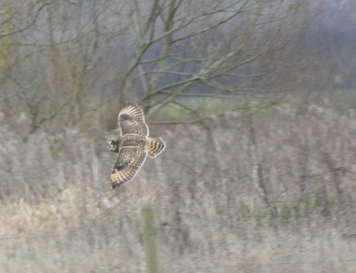 Short-eared Owl - ML647837414