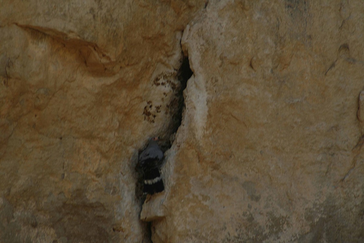 Madagascar Harrier-Hawk - ML647837454