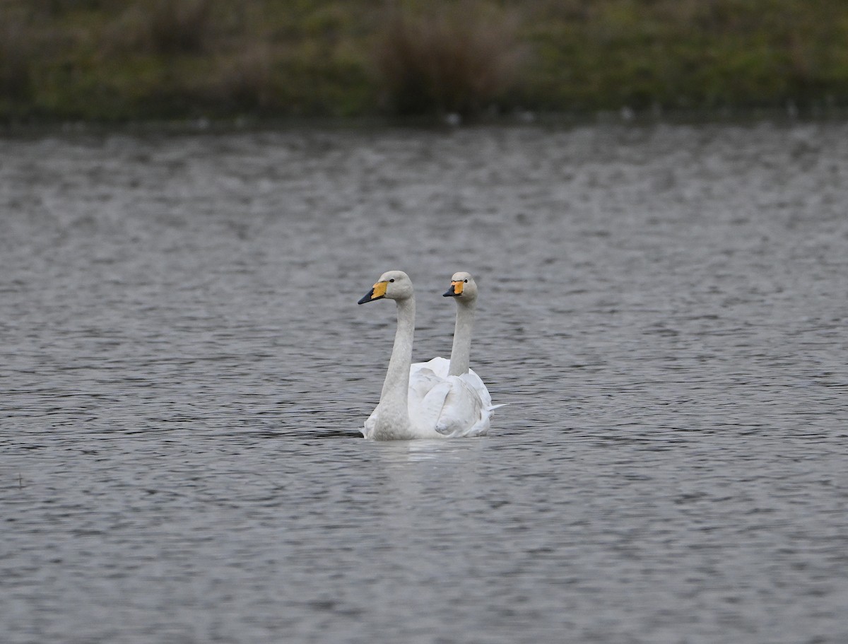 Whooper Swan - ML647837455