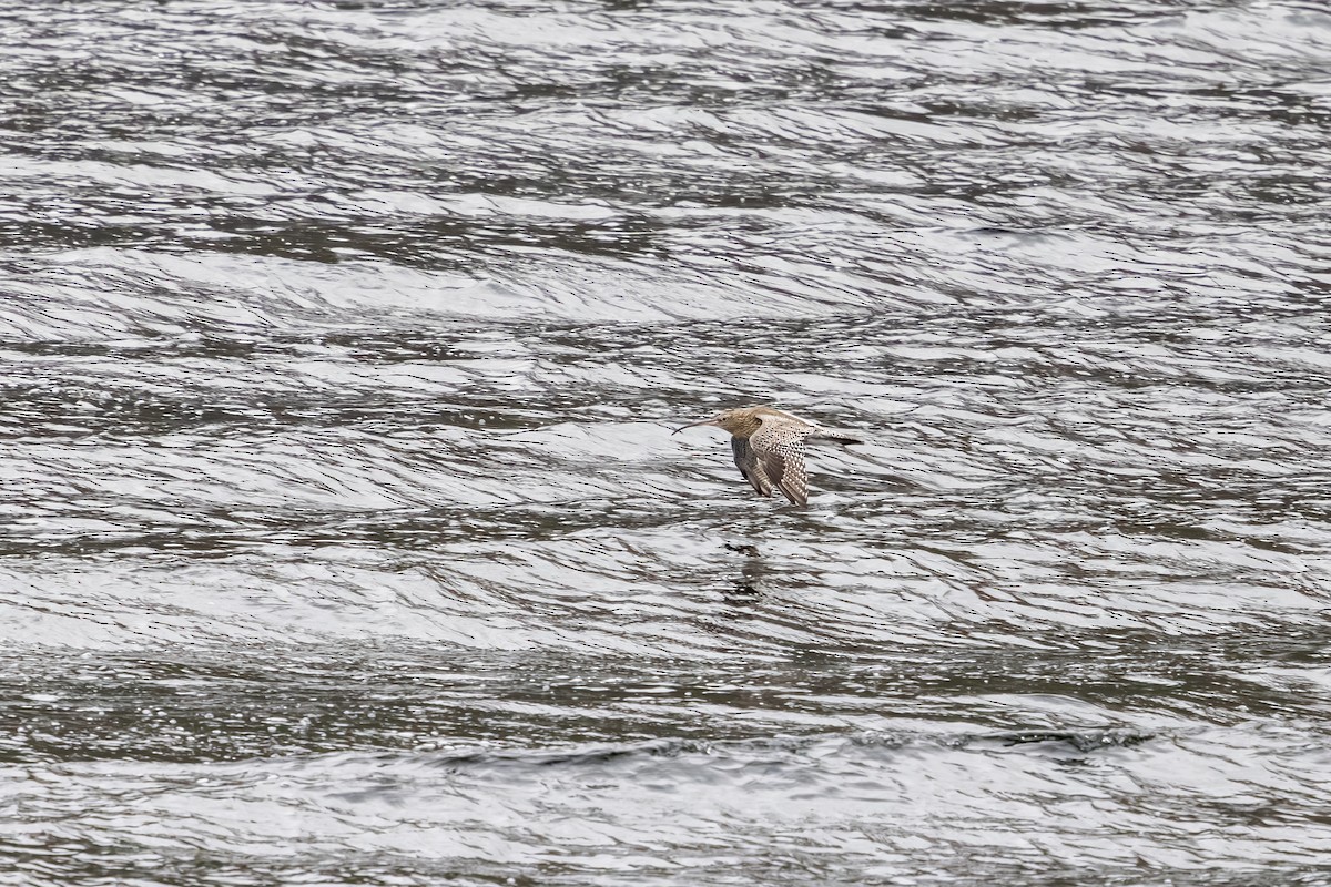 Eurasian Curlew - ML647837456