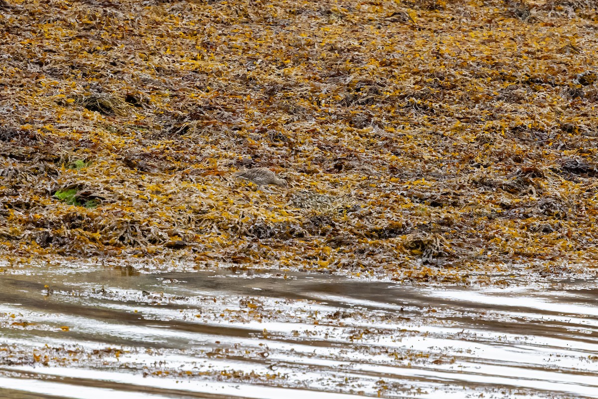 Eurasian Curlew - ML647837457