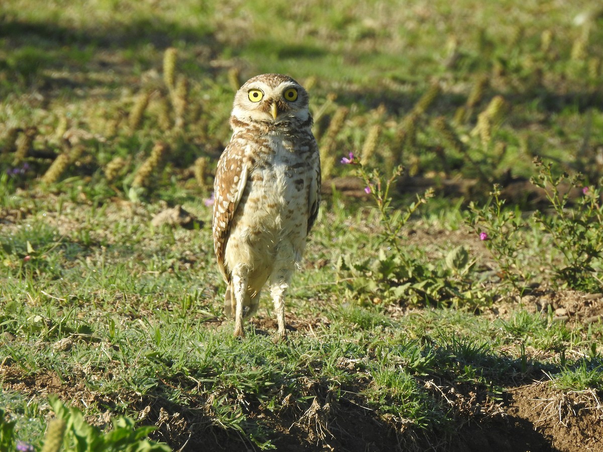 Burrowing Owl - ML647837458