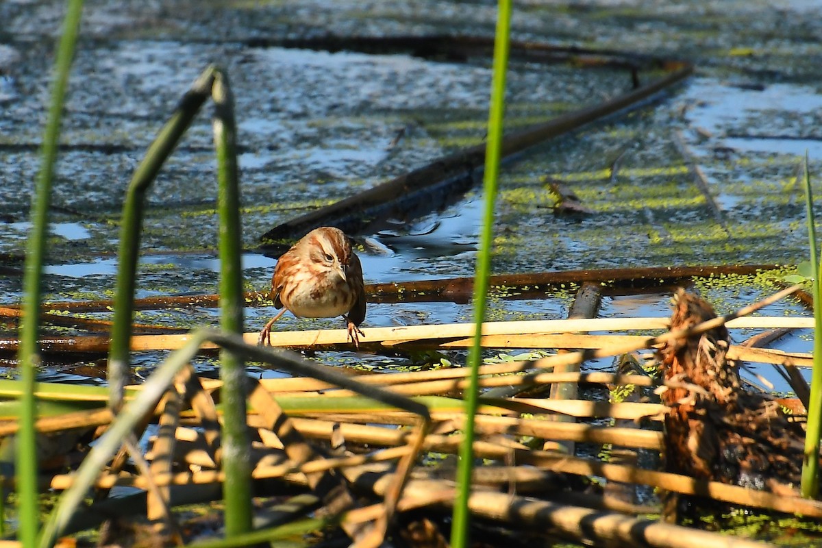 Song Sparrow - ML647837461