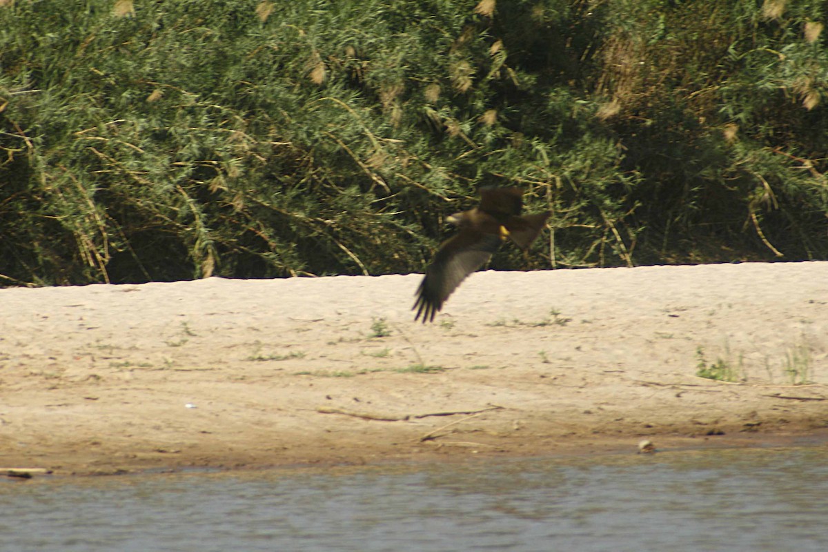 Black Kite (Yellow-billed) - ML647837462