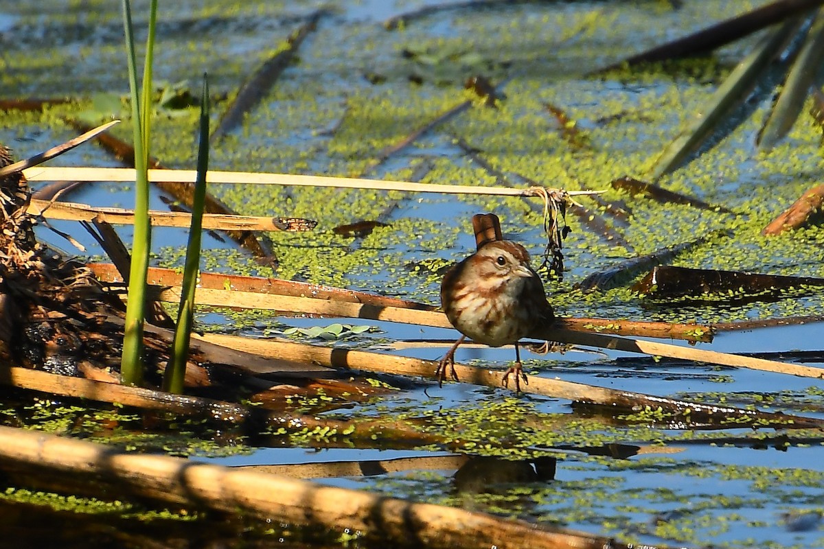 Song Sparrow - ML647837464