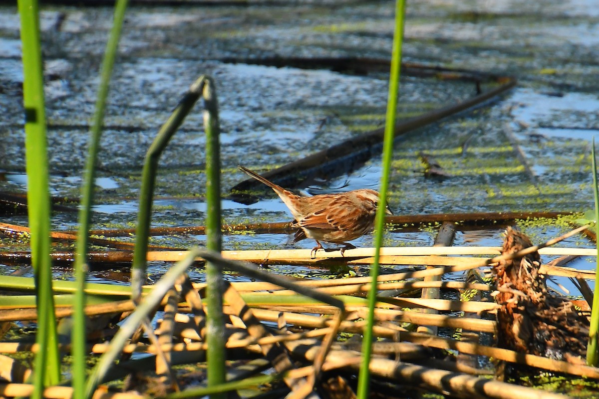 Song Sparrow - ML647837466