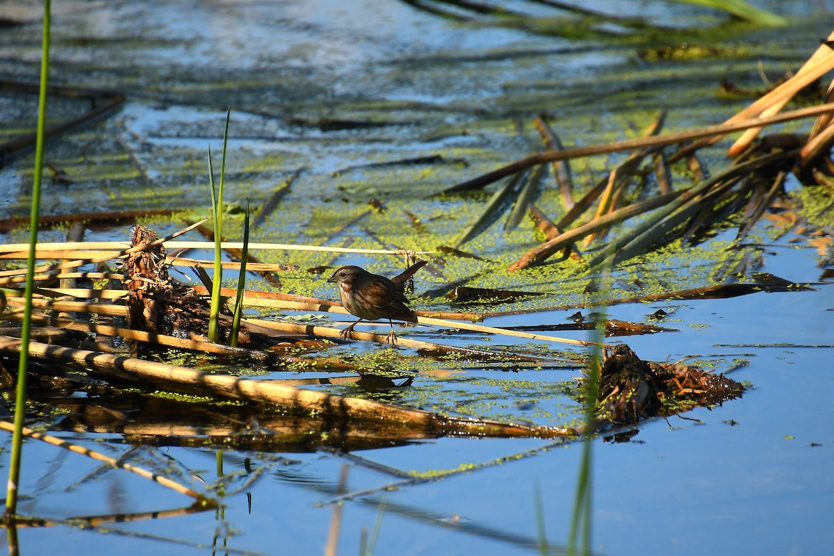 Song Sparrow - ML647837467