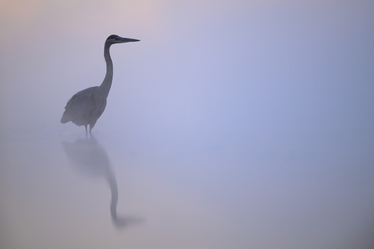 Great Blue Heron - ML647837468