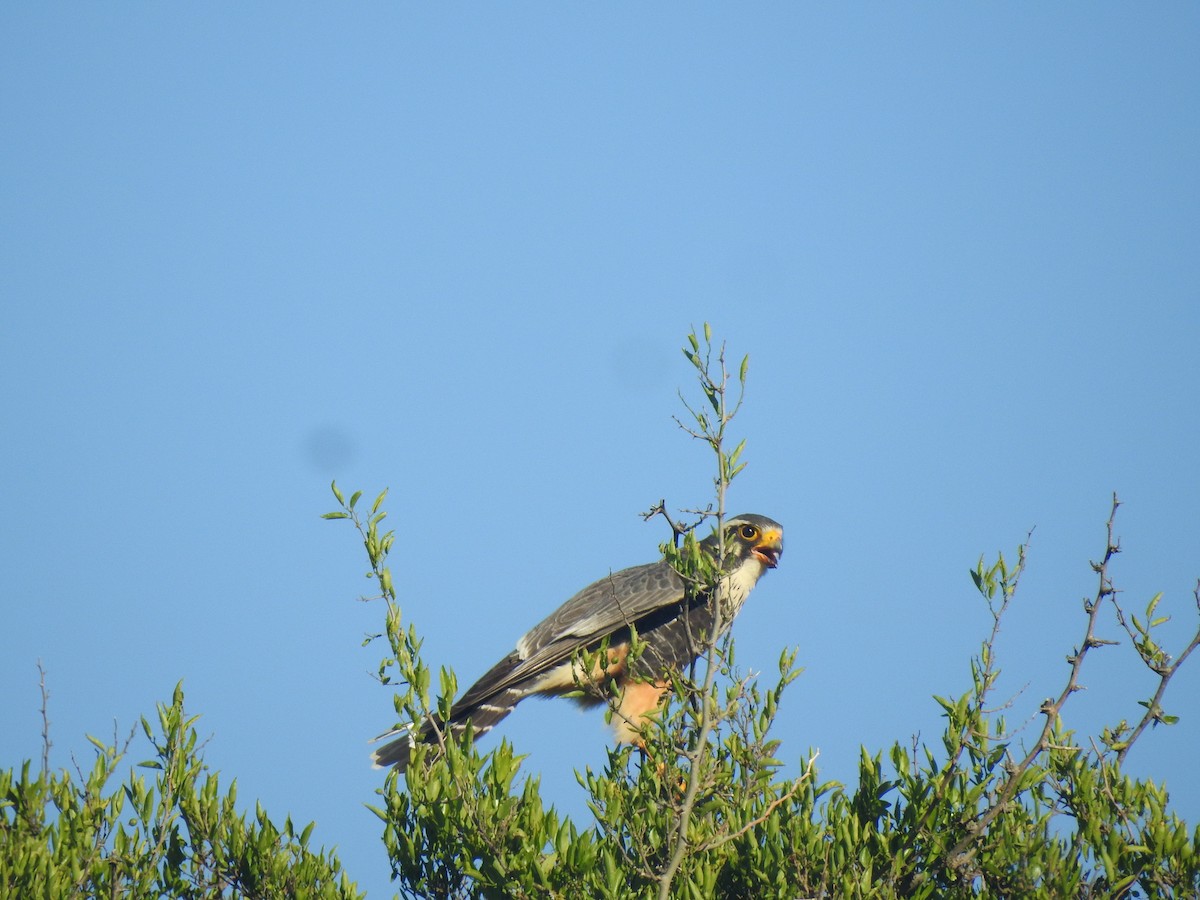 Aplomado Falcon - ML647837469