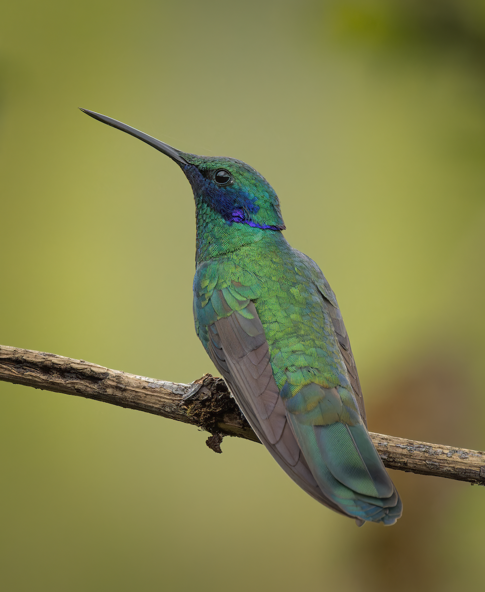 Sparkling Violetear - ML647837471