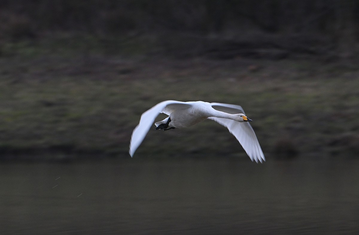 Whooper Swan - ML647837473