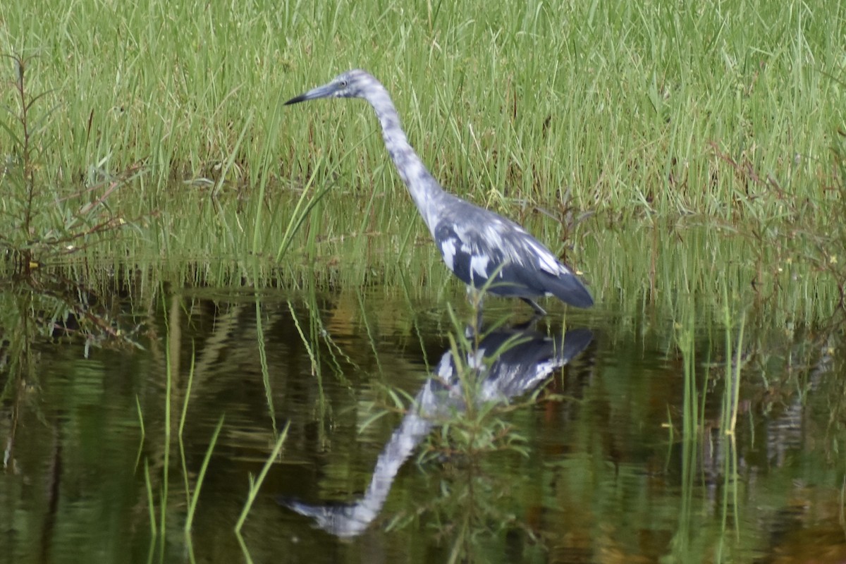 Little Blue Heron - ML647837476