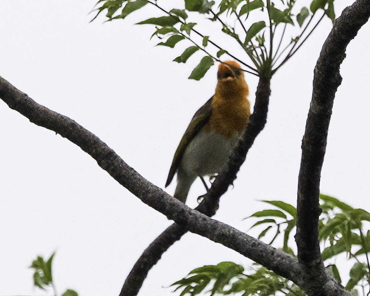 Red-headed Weaver - ML647837481