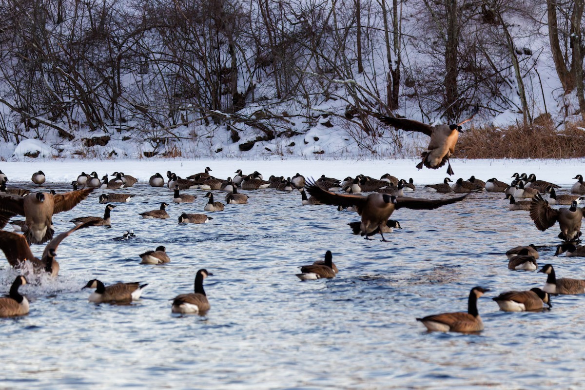 Canada Goose - ML647837485