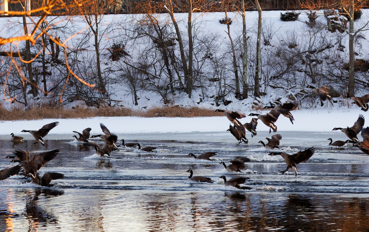 Canada Goose - ML647837486