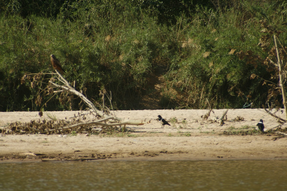Pied Crow - ML647837488