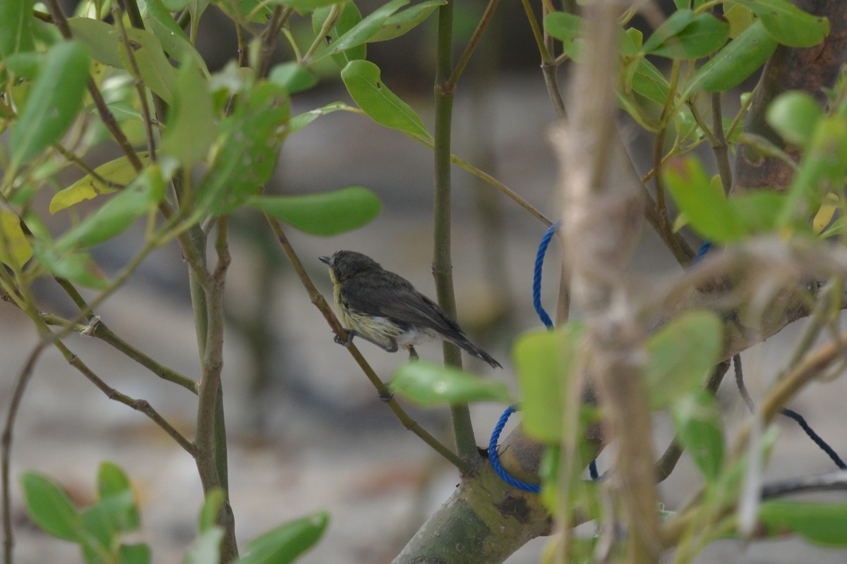 Golden-bellied Gerygone - ML647837490