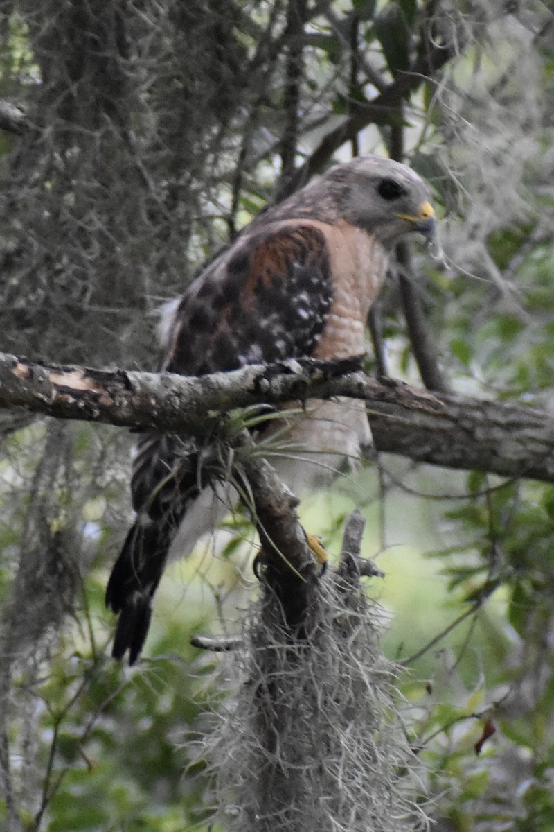 Red-shouldered Hawk - ML647837491