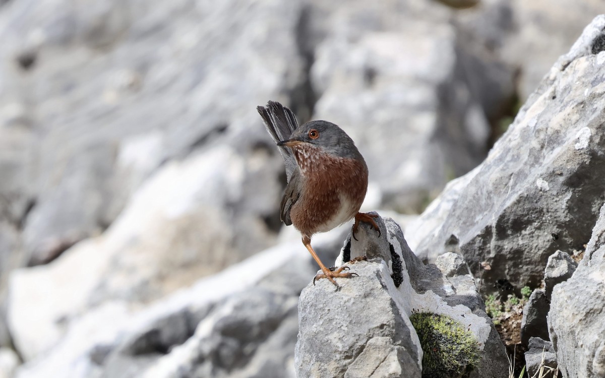 Dartford Warbler - ML647837492