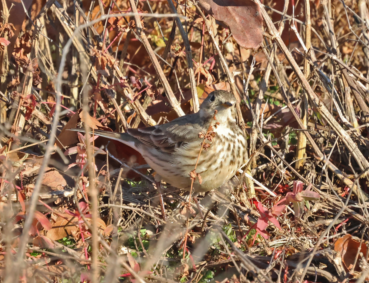 American Pipit - ML647837493