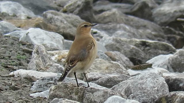 Обыкновенная каменка - ML647837497