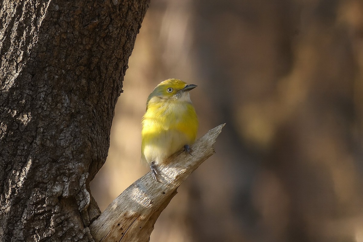 White-eyed Vireo - ML647837499