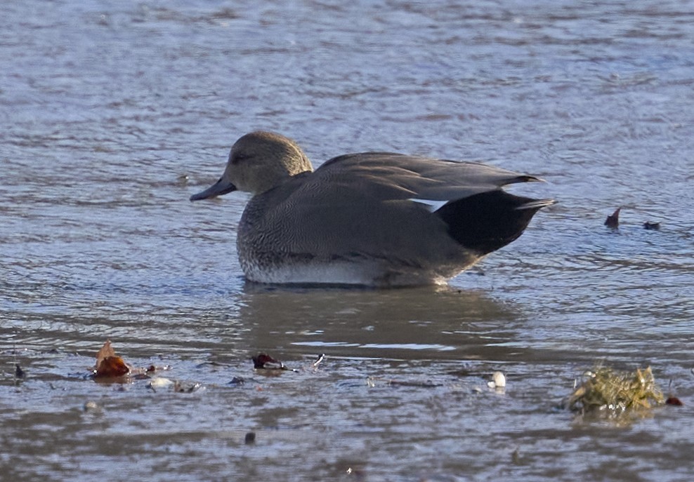 Серая утка - ML647837532