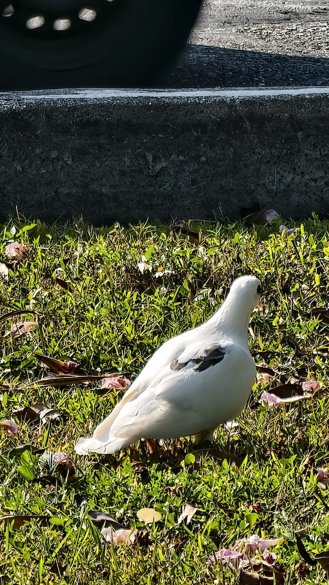 カワラバト（ドバト、家畜型） - ML647837547
