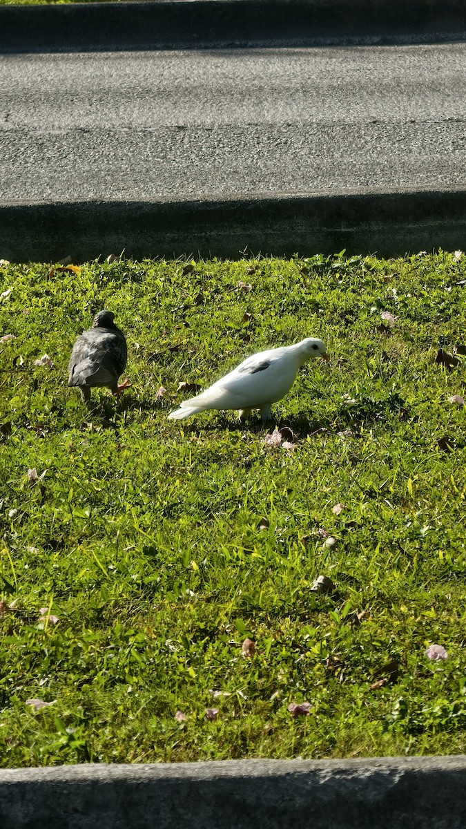 カワラバト（ドバト、家畜型） - ML647837548