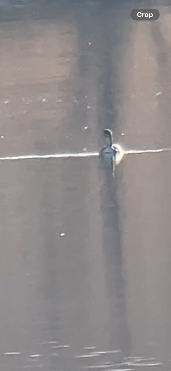 Pacific Loon - ML647837550