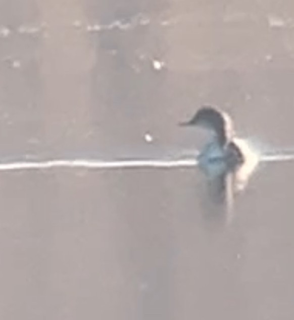 Pacific Loon - ML647837551