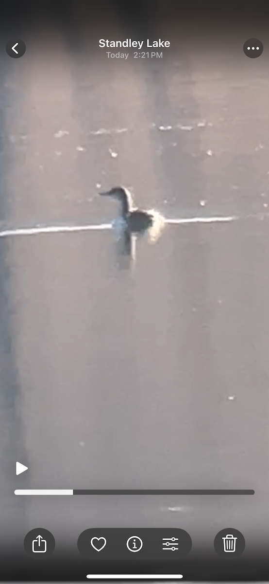 Pacific Loon - ML647837552