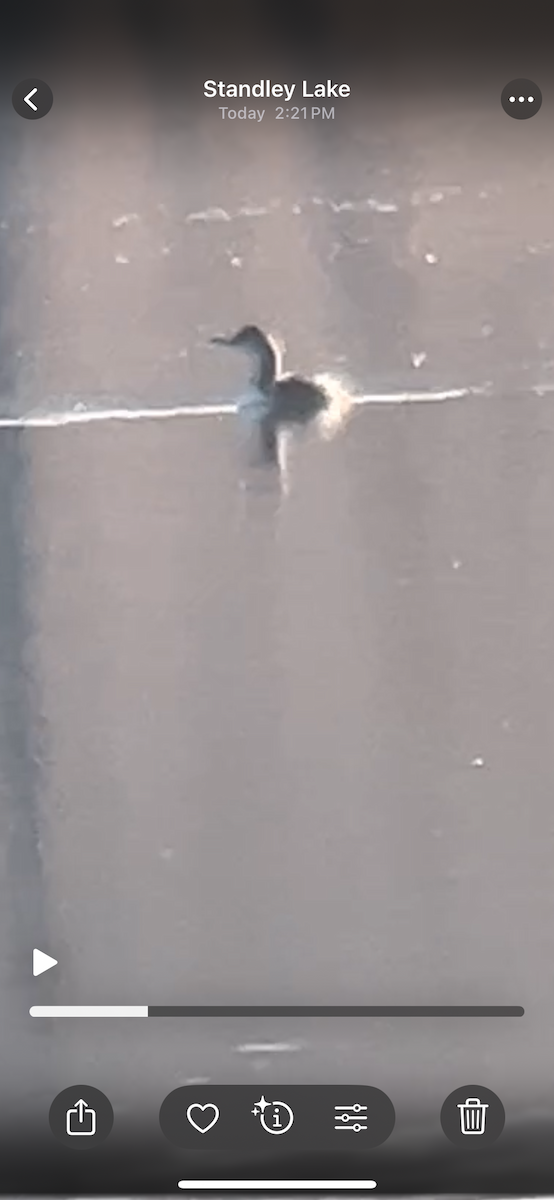 Pacific Loon - ML647837553