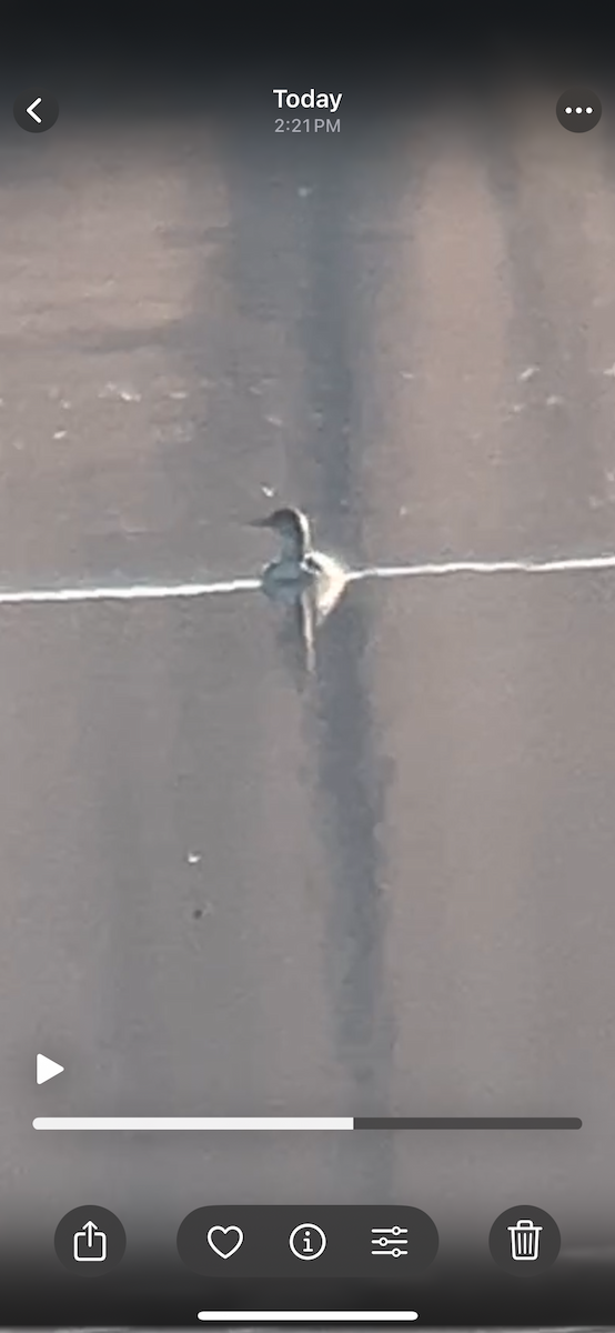 Pacific Loon - ML647837554