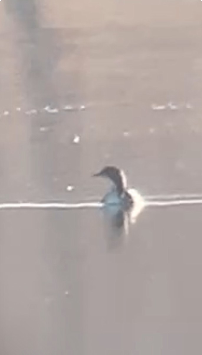 Pacific Loon - ML647837555