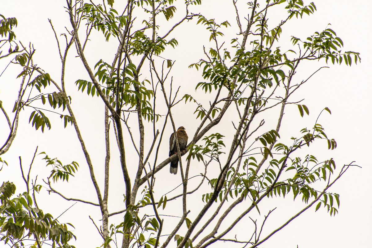 White-winged Dove - ML647837557