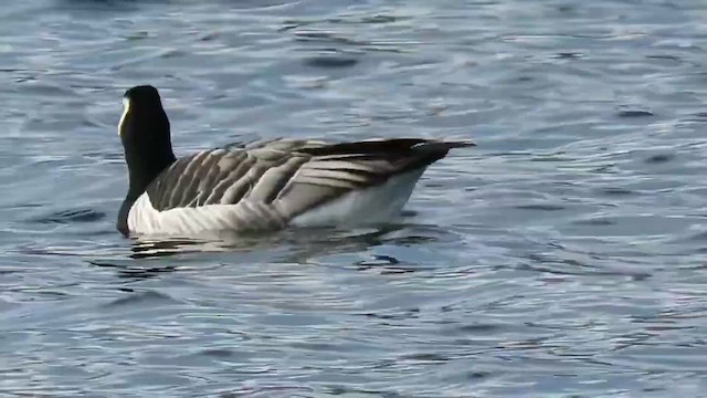 Белощёкая казарка - ML647837561