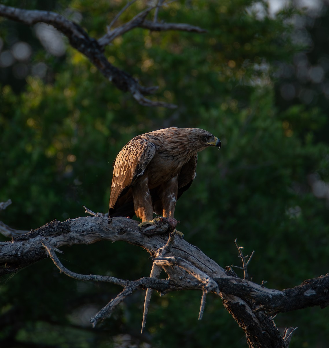 Tawny Eagle - ML647837606