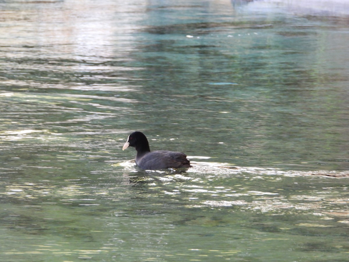 Foulque macroule - ML647837626