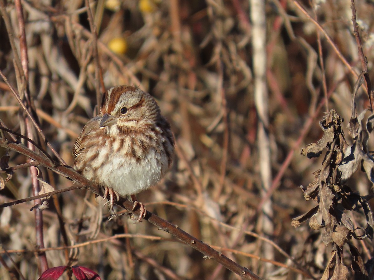 Bruant chanteur - ML647837632