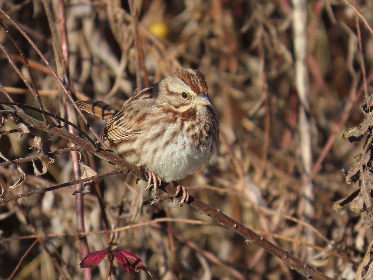 Bruant chanteur - ML647837633