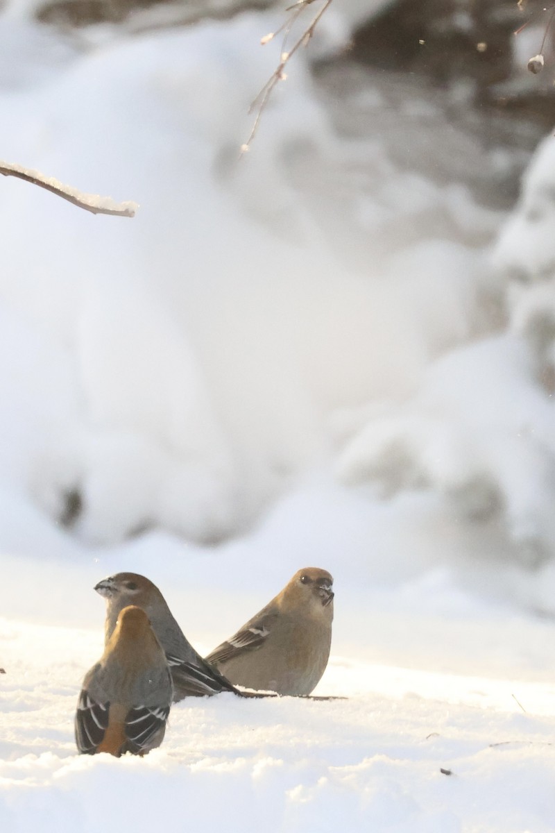 Durbec des sapins - ML647837634