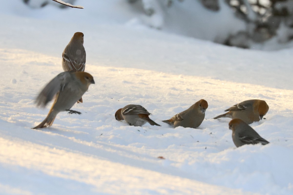 Durbec des sapins - ML647837636