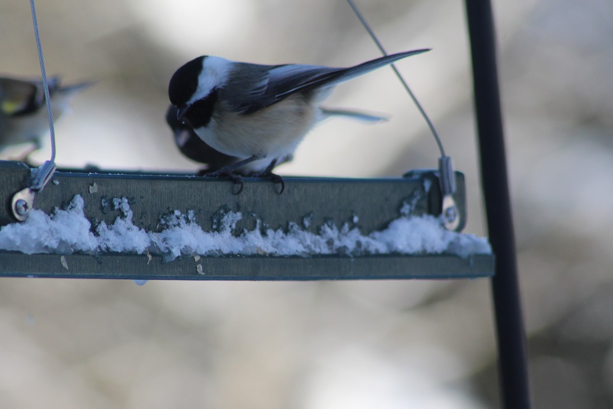 Mésange à tête noire - ML647837643
