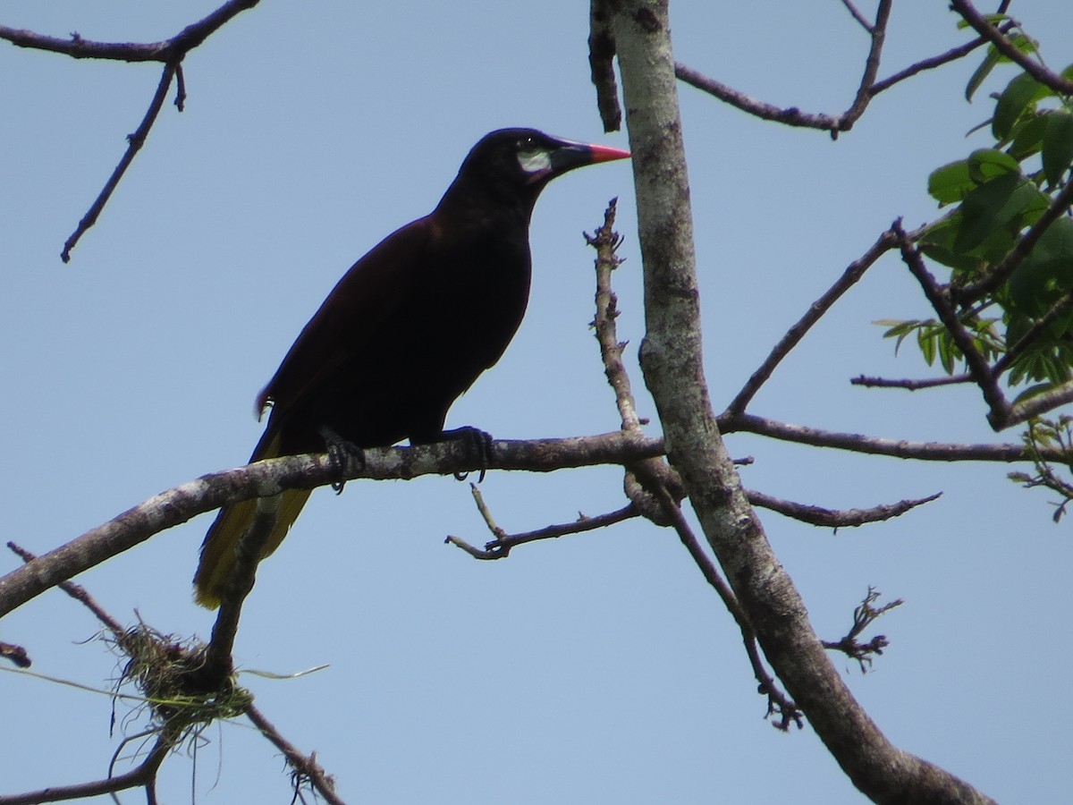 Cassique de Montezuma - ML647837644