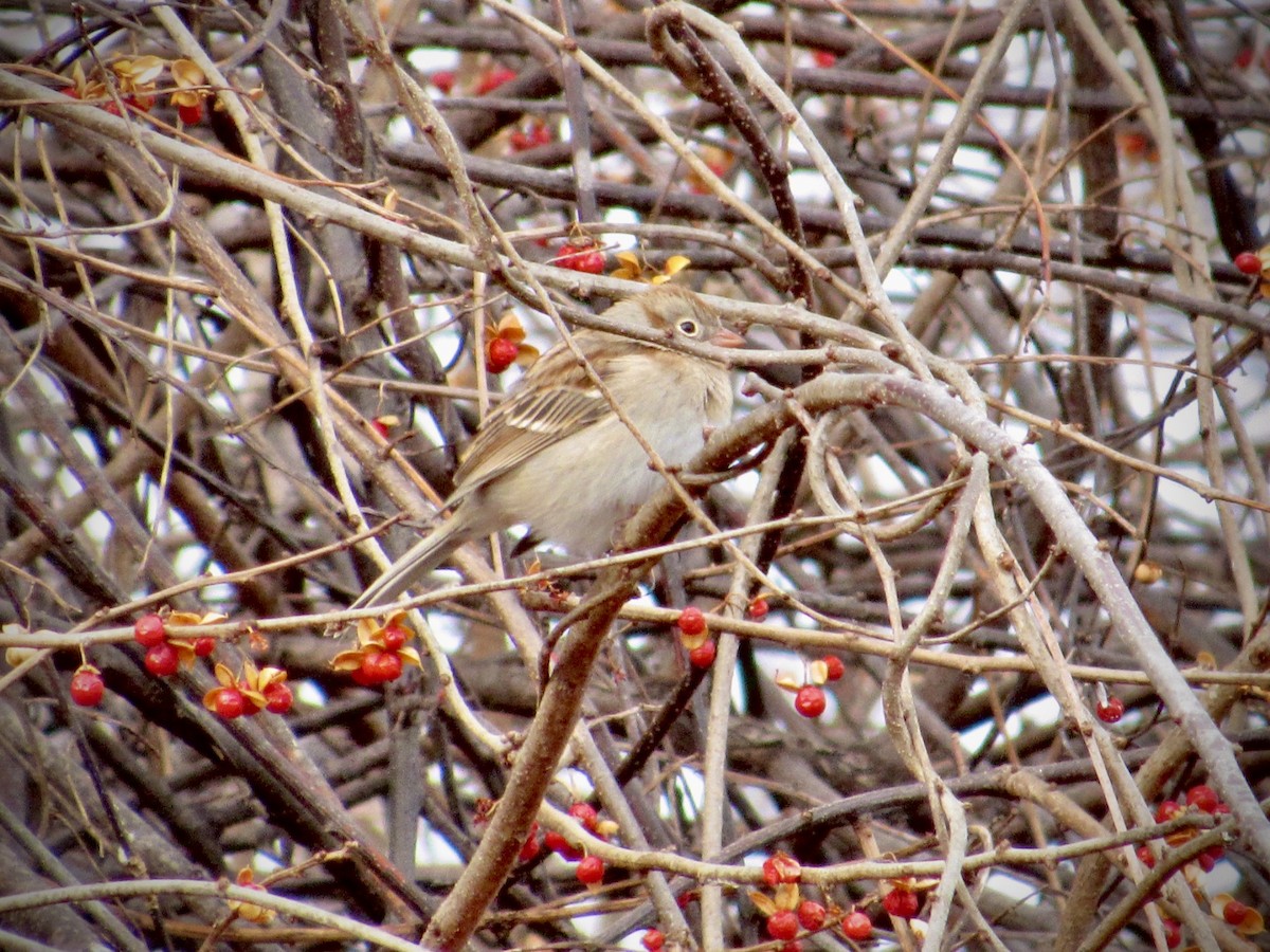 Bruant des champs - ML647837647