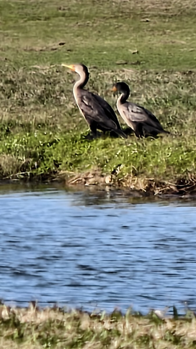 Cormoran à aigrettes - ML647837648
