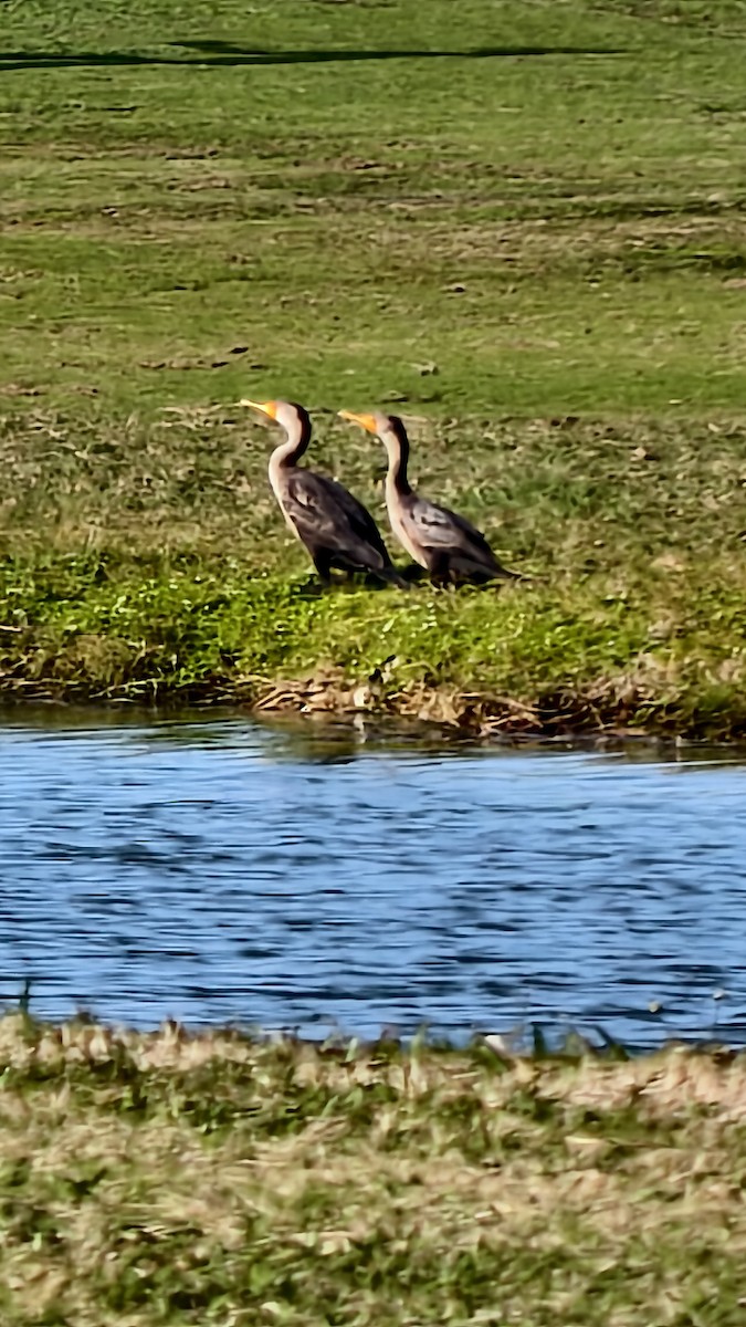 Cormoran à aigrettes - ML647837649